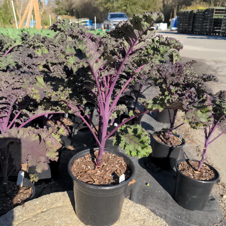 Brassica oleracea 'Redbor' ~ Redbor Ornamental Kale-ServeScape