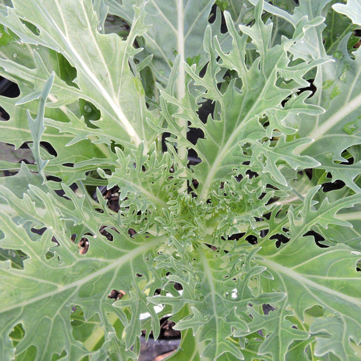 Brassica oleracea </em>~<b>Kale 'White Peacock' - Delivered By ServeScape