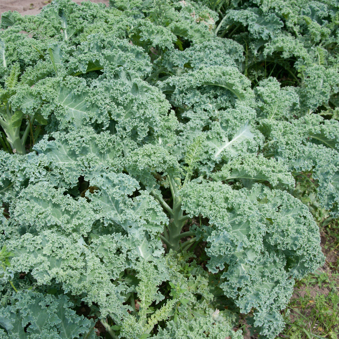 Brassica oleracea 'Winterbor’ ~ Winterbor Ornamental Kale-ServeScape