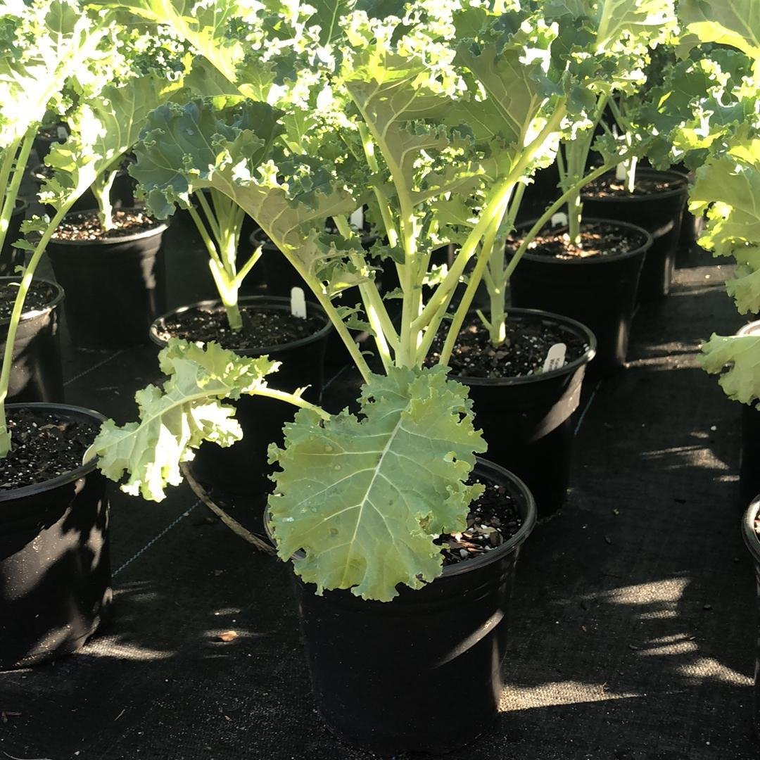 Brassica oleracea 'Winterbor’ ~ Winterbor Ornamental Kale-ServeScape