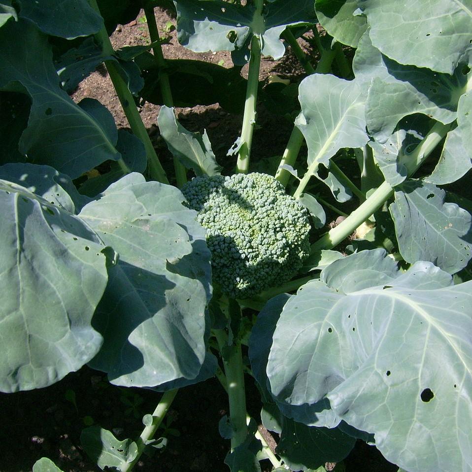 Brassica oleracea italica 'Green Magic' ~ Green Magic Broccoli-ServeScape