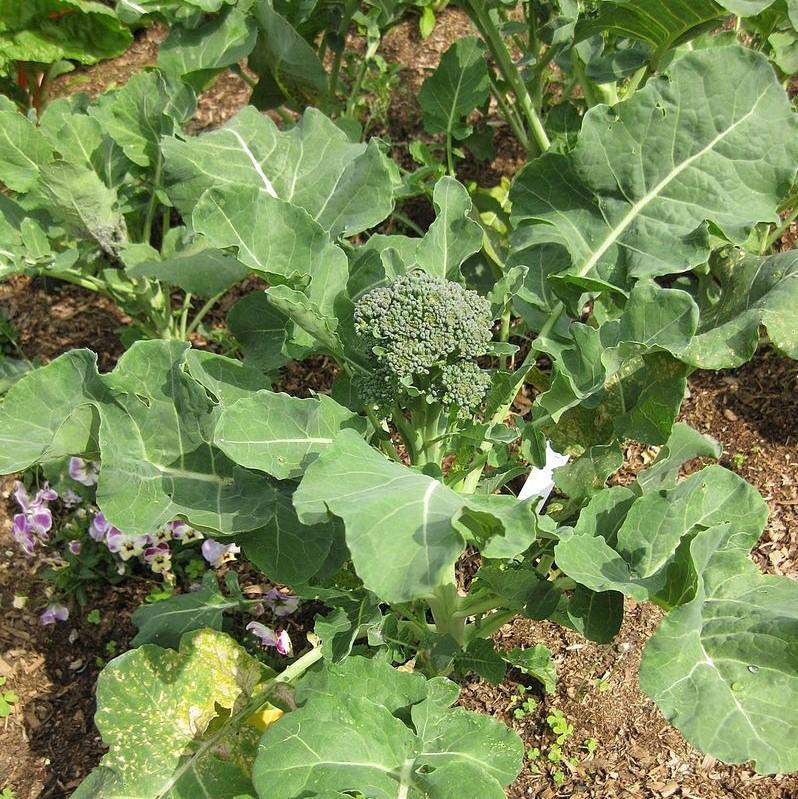 Brassica oleracea var. italica ~ Broccoli-ServeScape