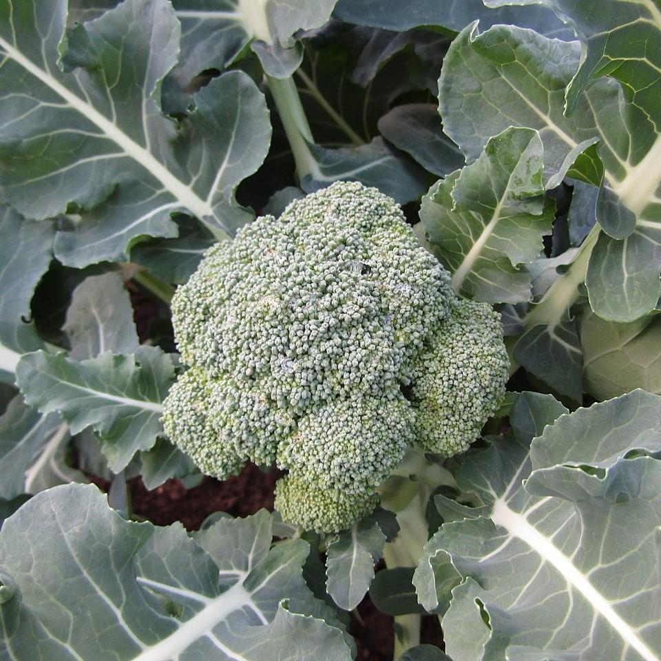 Brassica oleracea var. italica ~ Broccoli-ServeScape