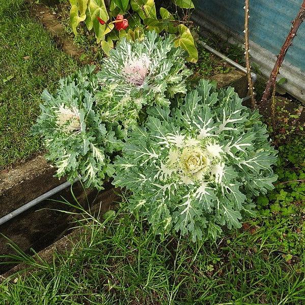 Brassica oleracea (Acephala Group) 'Osaka White' ~ Osaka White Ornamental Cabbage-ServeScape