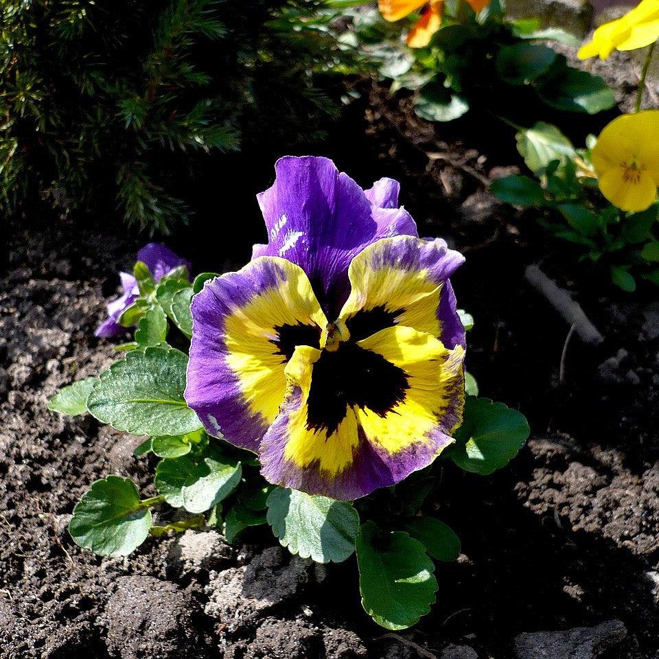 Viola x wittrockiana 'Inspire Plus Yellow Purple Wing' ~ Inspire® Plus Yellow Purple Wing Pansy-ServeScape