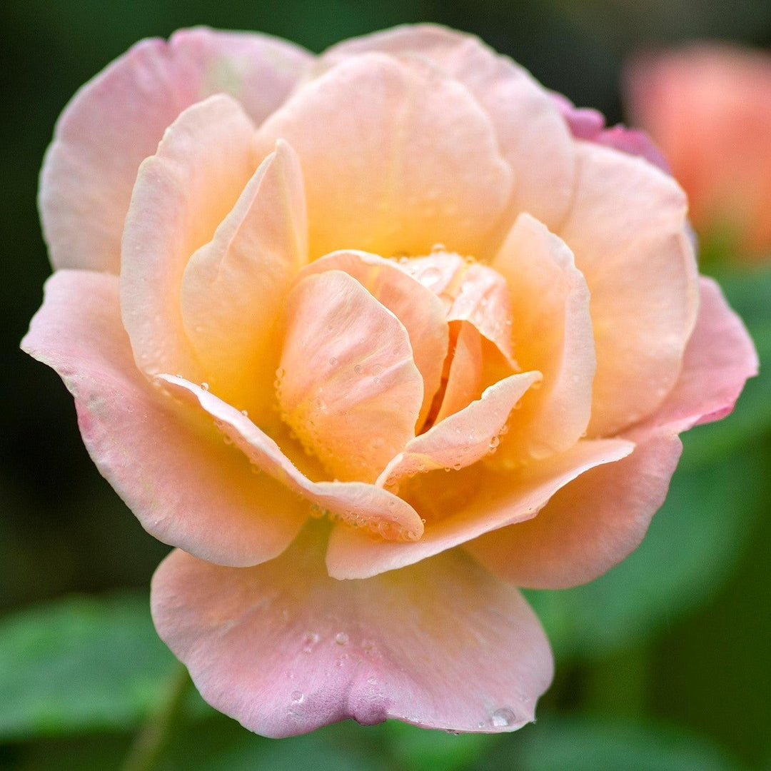 Rosa 'Radapshin' PP 32,875 ~ Bright & Shiny™ Rose-ServeScape