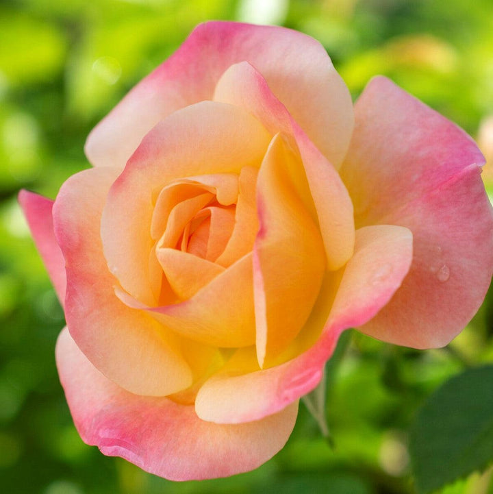 Rosa 'Radapshin' PP 32,875 ~ Bright & Shiny™ Rose-ServeScape