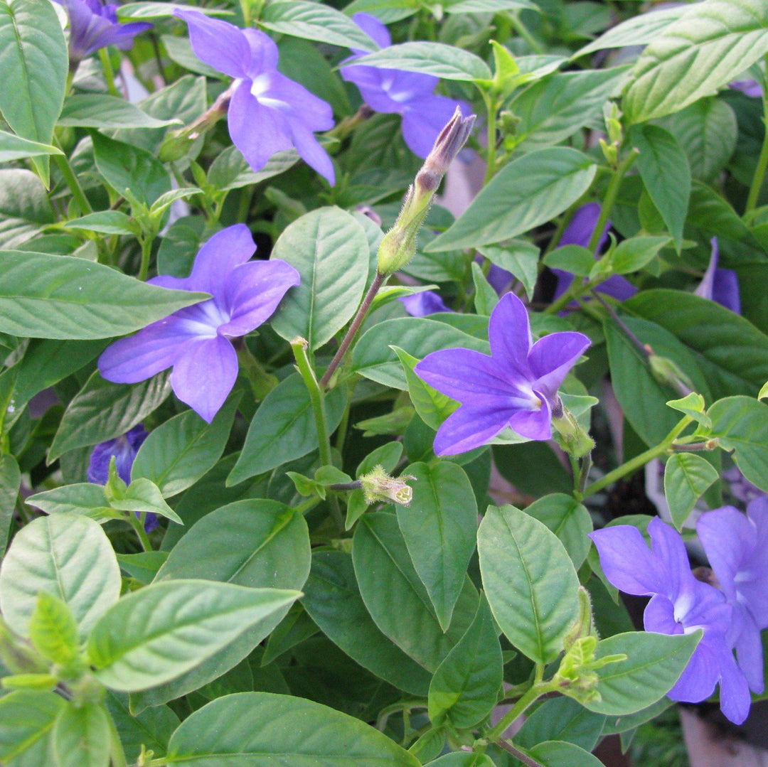 Browallia hybrid ‘UNHBR12’ ~ Endless™ Illumination Bush Violet-ServeScape