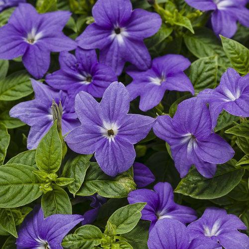 Browallia hybrid ‘UNHBR12’ ~ Endless™ Illumination Bush Violet-ServeScape