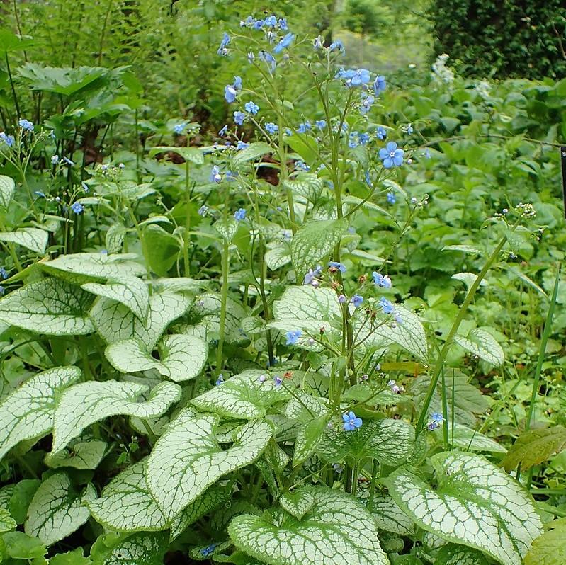 Brunnera macrophylla 'Jack Frost' ~ Jack Frost Siberian Bugloss-ServeScape