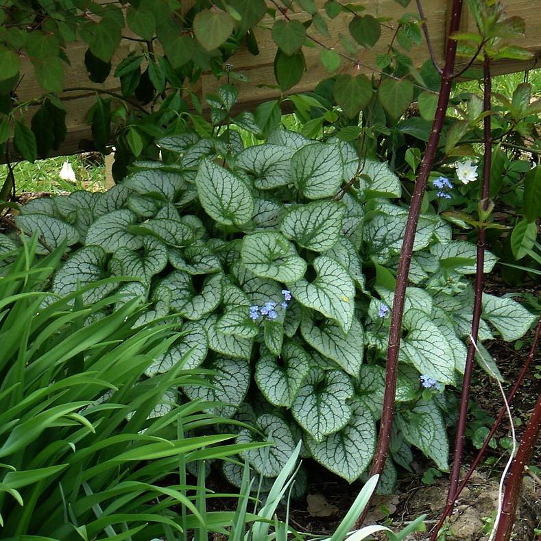 Brunnera macrophylla 'Jack Frost' ~ Jack Frost Siberian Bugloss-ServeScape