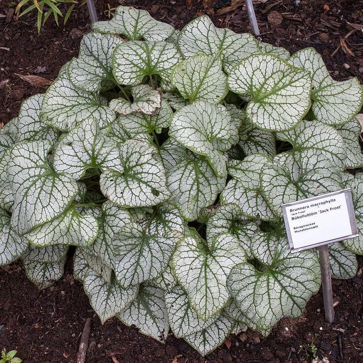 Brunnera macrophylla 'Jack Frost' ~ Jack Frost Siberian Bugloss-ServeScape