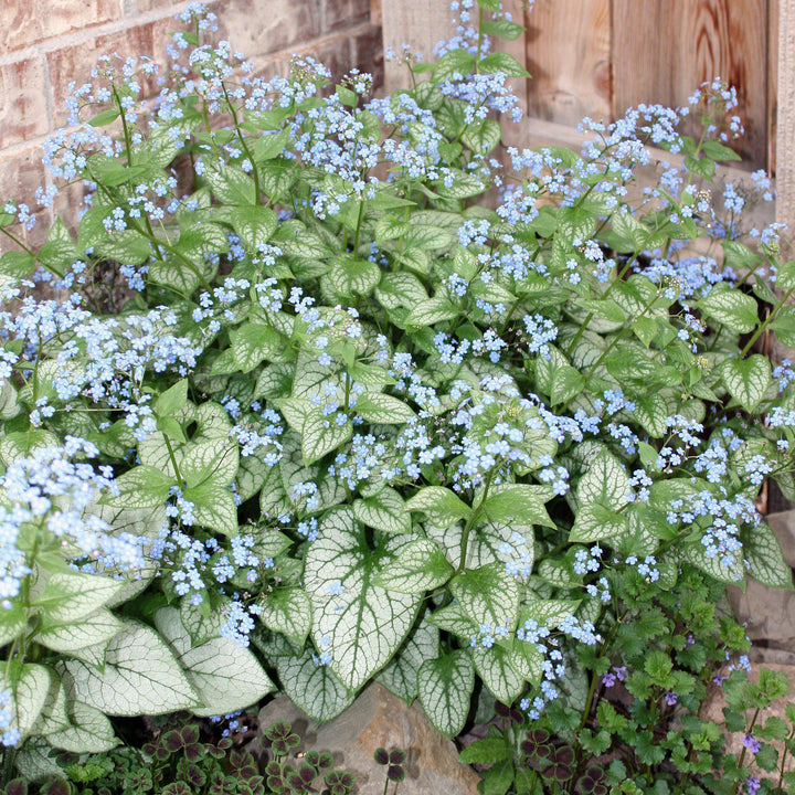 Brunnera macrophylla 'Jack Frost' ~ Jack Frost Siberian Bugloss - Delivered By ServeScape