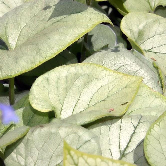 Brunnera macrophylla 'Looking Glass' ~ Looking Glass Siberian Bugloss - Delivered By ServeScape