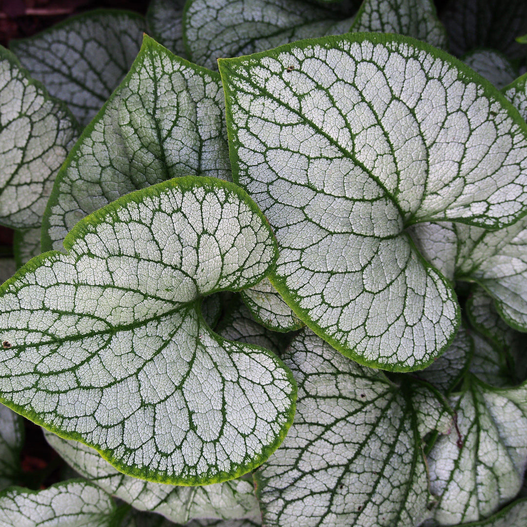 Brunnera macrophylla 'Silver Heart' ~ Silver Heart Siberian Bugloss - Delivered By ServeScape