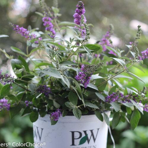 Buddleia 'Blue Chip Jr.' ~ Lo & Behold® Blue Chip Jr. Butterfly Bush-ServeScape