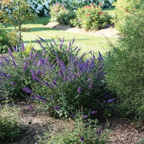 Buddleia 'Blue Chip Jr.' ~ Lo & Behold® Blue Chip Jr. Butterfly Bush-ServeScape