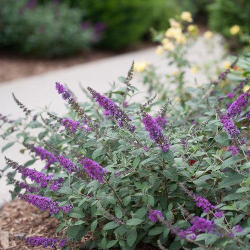 Buddleia 'Blue Chip Jr.' ~ Lo & Behold® Blue Chip Jr. Butterfly Bush-ServeScape