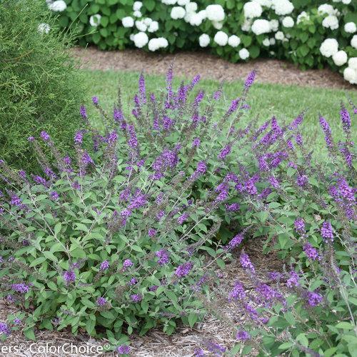 Buddleia 'Blue Chip Jr.' ~ Lo & Behold® Blue Chip Jr. Butterfly Bush-ServeScape