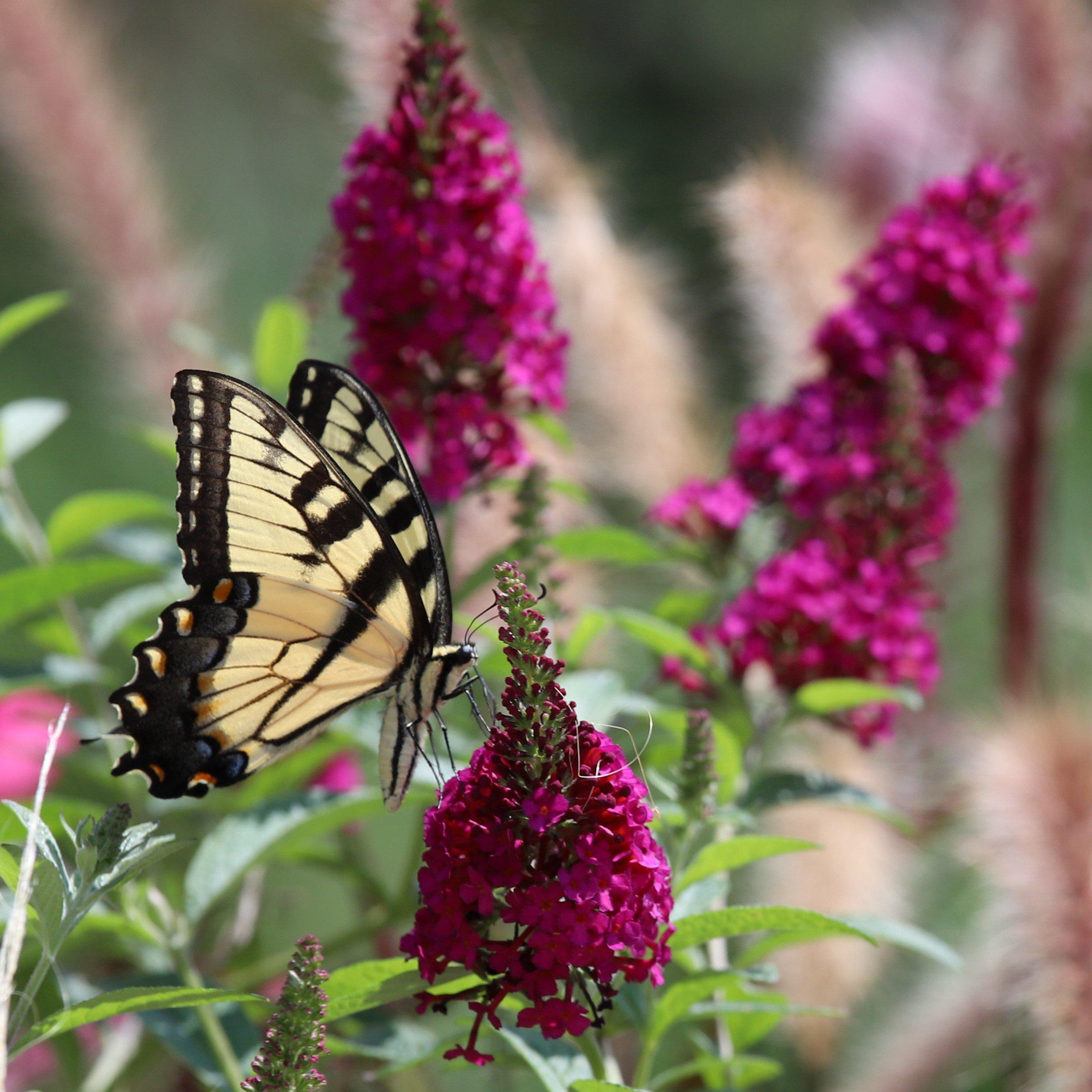 Blue Razz Buddleia CranRazz™ Butterfly Bush - Buddleia 'Boscranz' – ServeScape