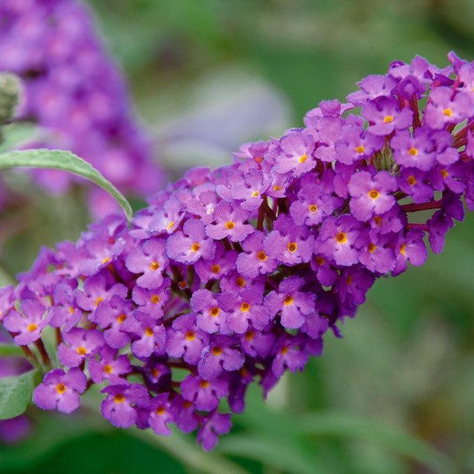 Buddleia ‘Tobudpipur’ ~ Buzz™ Purple Butterfly Bush-ServeScape