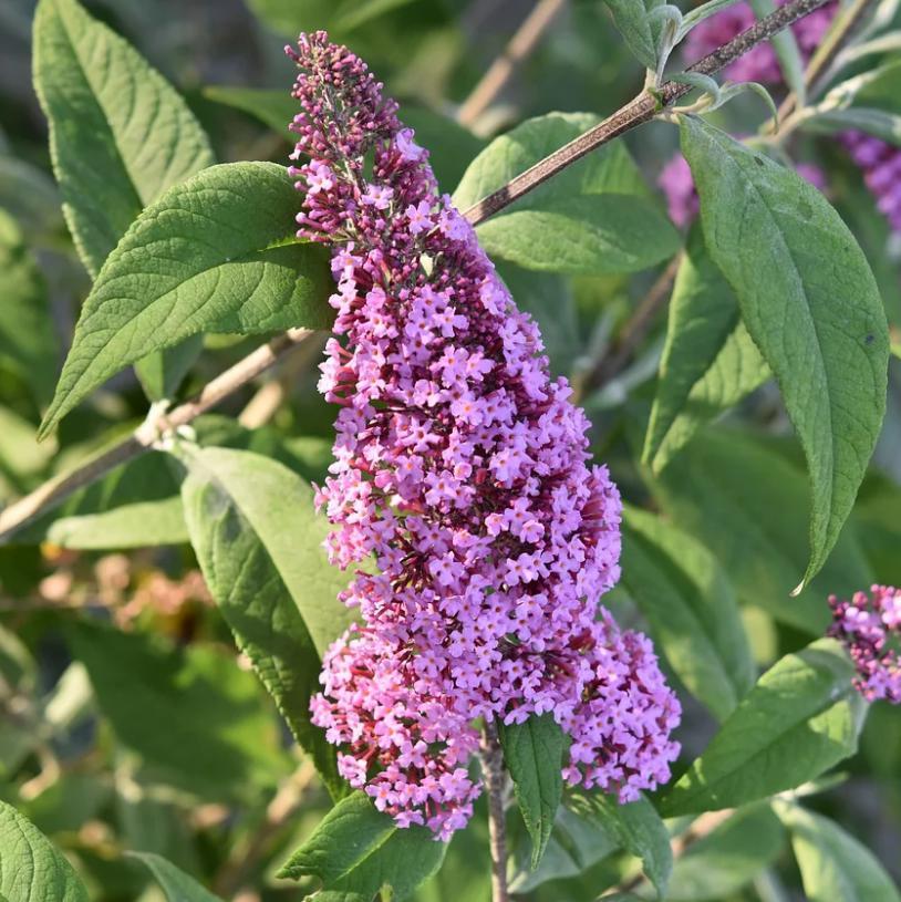 Buddleia 'Buzz Soft Pink' ~ Buzz™ Soft Pink Butterfly Bush-ServeScape