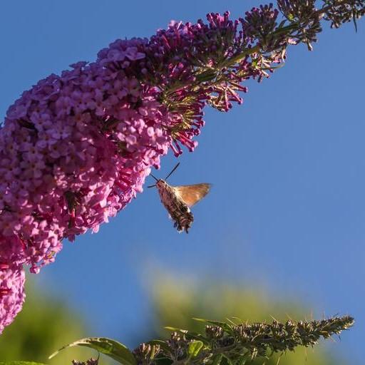 Buddleia 'Buzz Soft Pink' ~ Buzz™ Soft Pink Butterfly Bush-ServeScape