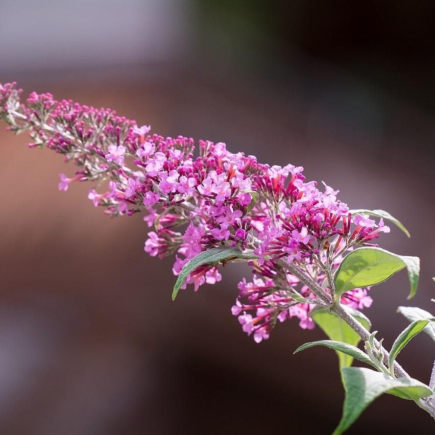 Buddleia Buzz™ 'Soft Pink' ~ Buzz™ Soft Pink Butterfly Bush-ServeScape