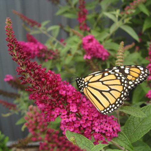 Buddleia 'Miss Molly' PP3425 ~ Miss Molly Butterfly Bush-ServeScape