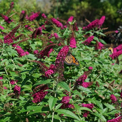 Buddleia 'Miss Molly'  PP3425 ~ Miss Molly Butterfly Bush - Delivered By ServeScape