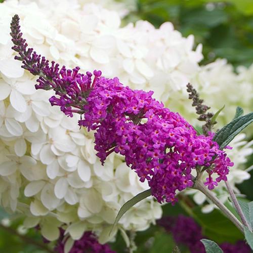 Buddleia 'Miss Ruby' PP19,950 ~Lo & Behold® Miss Ruby Butterfly Bush-ServeScape