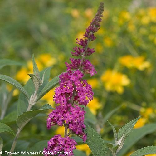 Buddleia 'Miss Ruby' PP19,950 ~Lo & Behold® Miss Ruby Butterfly Bush-ServeScape