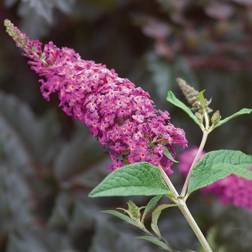 Buddleia 'Miss Ruby' PP19,950 ~Lo & Behold® Miss Ruby Butterfly Bush-ServeScape