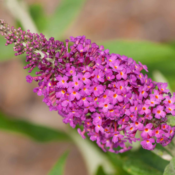 Buddleia 'Miss Ruby' PP19,950 ~Lo & Behold® Miss Ruby Butterfly Bush - Delivered By ServeScape