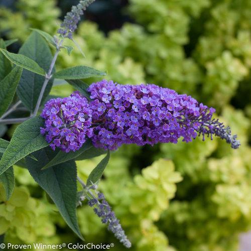 Buddleia 'Purple Haze' ~ Lo & Behold® Purple Haze Butterfly Bush-ServeScape