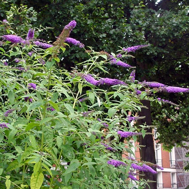 Buddleia 'Purple Haze' ~ Lo & Behold® Purple Haze Butterfly Bush - Delivered By ServeScape