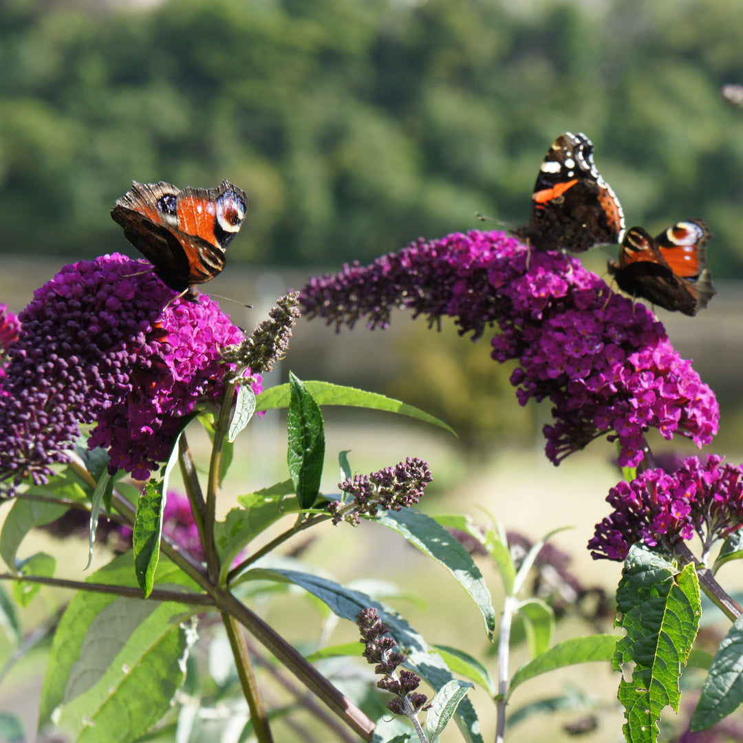 Buddleia ‘Tobud0703’ ~ Buzz™ Velvet Butterfly Bush-ServeScape