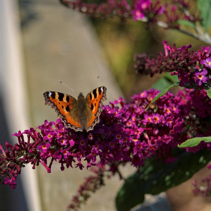 Buddleia ‘Tobud0703’ ~ Buzz™ Velvet Butterfly Bush-ServeScape