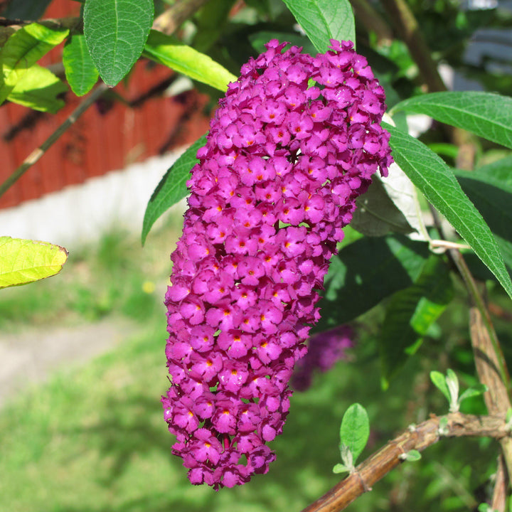 Buddleia davidii 'Attraction' ~ Attraction Butterfly Bush-ServeScape