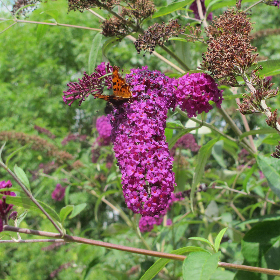 Buddleia davidii 'Attraction' ~ Attraction Butterfly Bush-ServeScape