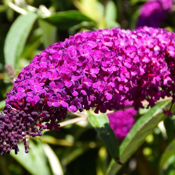 Buddleia davidii 'Attraction' ~ Attraction Butterfly Bush-ServeScape