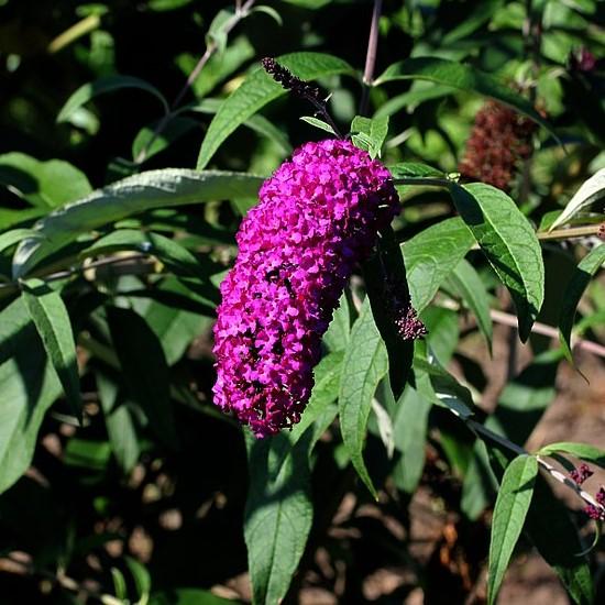 Buddleia davidii 'Attraction' ~ Attraction Butterfly Bush-ServeScape