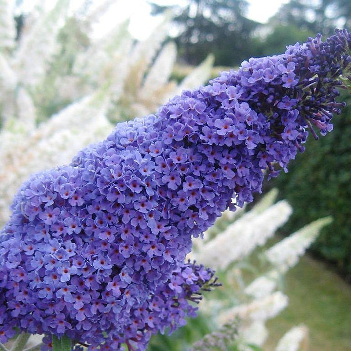 Buddleia davidii 'Buzz Lavender' ~ Buzz™ Lavender Butterfly Bush-ServeScape