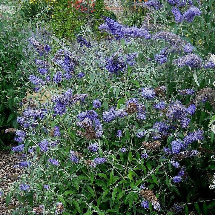 Buddleia Buzz™ 'Lavender' ~ Buzz™ Lavender Butterfly Bush-ServeScape