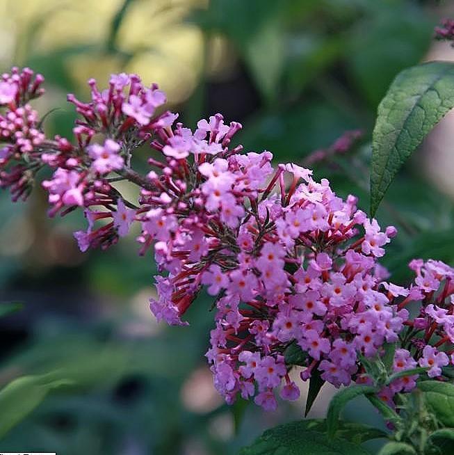 Buddleia davidii 'Pink Delight' ~ 'Pink Delight' Butterfly Bush-ServeScape