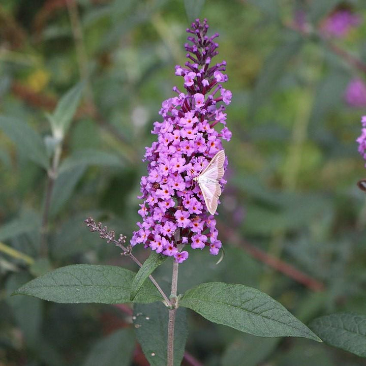 Buddleia davidii ‘Podaras 10’ ~ Flutterby Petite® Dark Pink Butterfly Bush-ServeScape