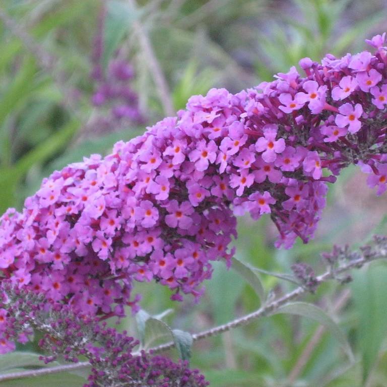 Buddleia davidii ‘Podaras 10’ ~ Flutterby Petite® Dark Pink Butterfly Bush-ServeScape