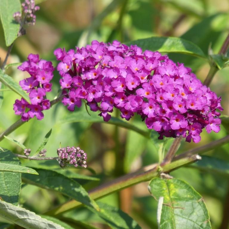 Buddleia davidii ‘Podaras 13’ ~ Flutterby Petite® Tutti Fruitti Butterfly Bush-ServeScape