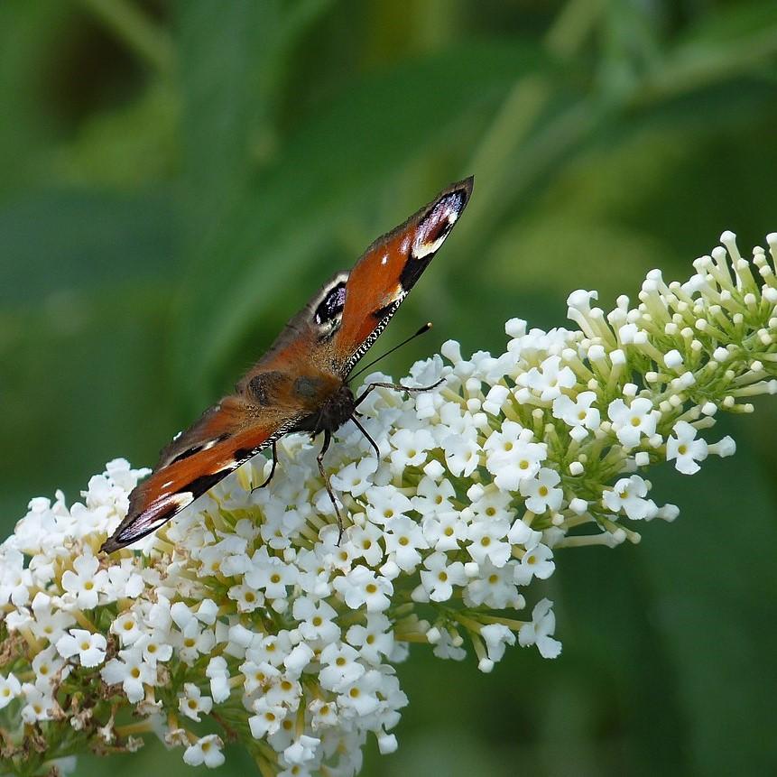 Buddleia davidii ‘Podaras 15’ ~ Flutterby Petite® Snow White Butterfly Bush-ServeScape
