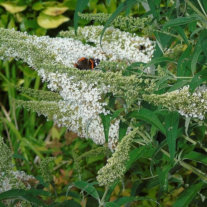 Buddleia davidii ‘Podaras 15’ ~ Flutterby Petite® Snow White Butterfly Bush-ServeScape